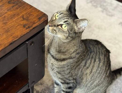 Unleashed Tampa Bay – pet care in Tampa (photo 2)