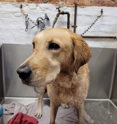 Urban Canine Doggy Day Spa