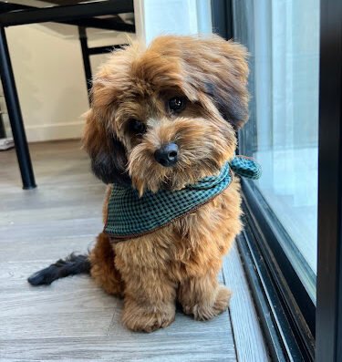 Urban Dogg Pet Grooming