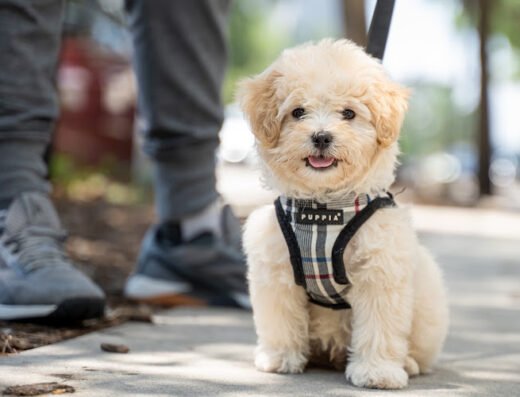 UrbanWagz – pet care in Tampa