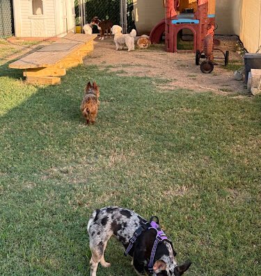 VIP Dog Hotel