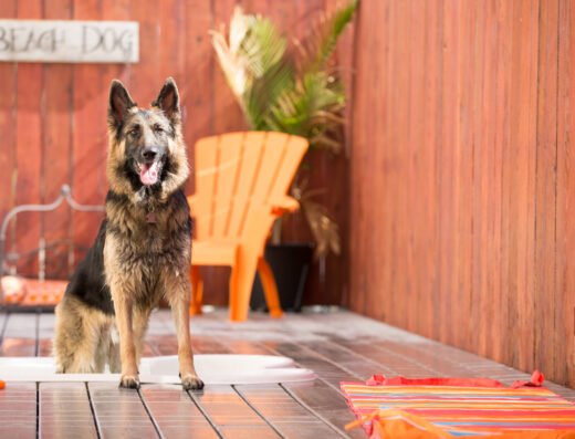 Wag Hotels - West Sacramento – pet boarding in Sacramento (photo 1)