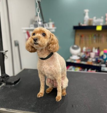 Wag-N-Tails Pet Grooming