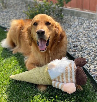 WAGGERS – pet grooming in Sacramento