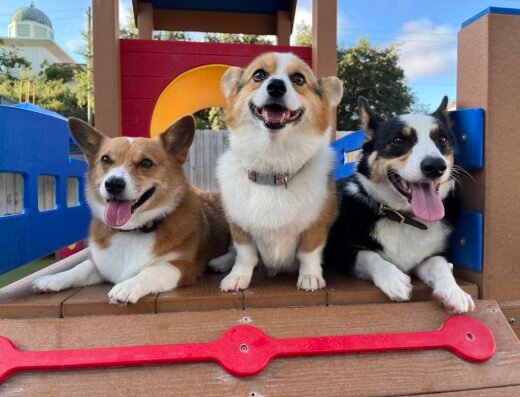 Wag’n World