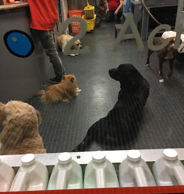 WAGS