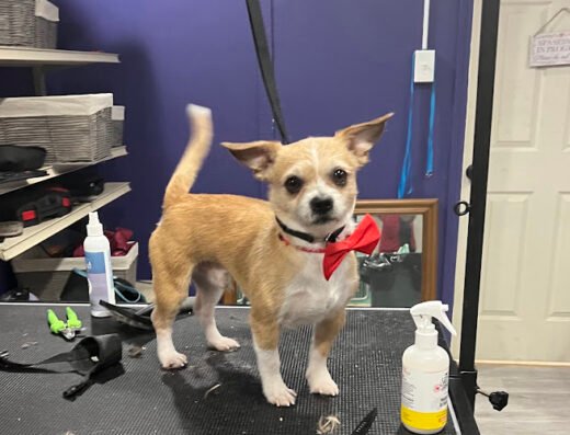 Walton’s Pet Parlor