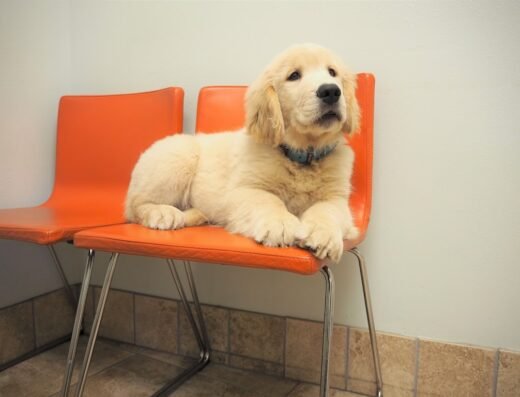 Washington Heights Veterinary Clinic