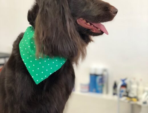 We Love Paws Pet Grooming Salon – pet grooming in Sacramento (photo 2)