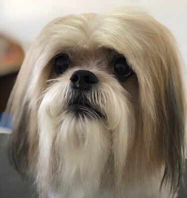 We Love Paws Pet Grooming Salon – pet grooming in Sacramento