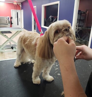 Well Groomed Pets Fort Worth