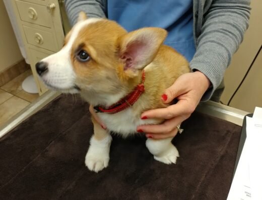 West Alabama Animal Clinic