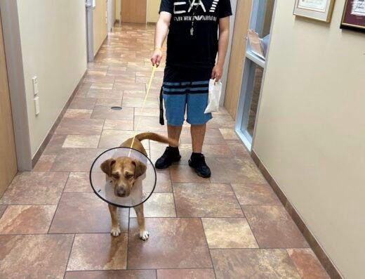Westbury Animal Hospital