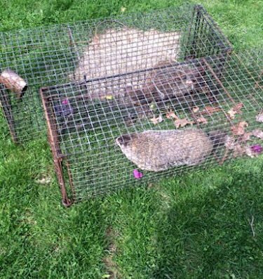 Wildlife Removal St. Louis