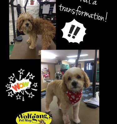 Wolfgang's Pet Stop – pet care in St. Louis