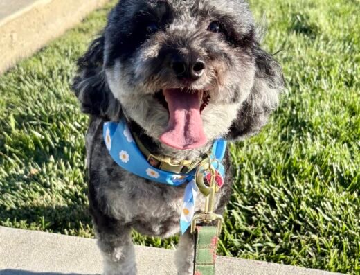 Woof Gang Bakery & Grooming Blue Oaks – pet grooming in Sacramento (photo 1)
