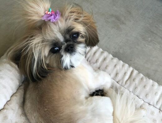 Woof Gang Bakery & Grooming Blue Oaks – pet grooming in Sacramento (photo 2)