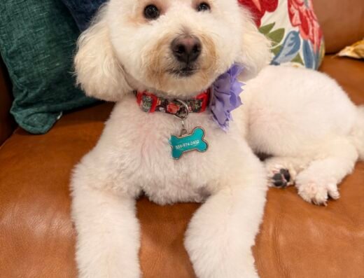Woof Gang Bakery & Grooming Park Place – pet grooming in Sacramento (photo 1)