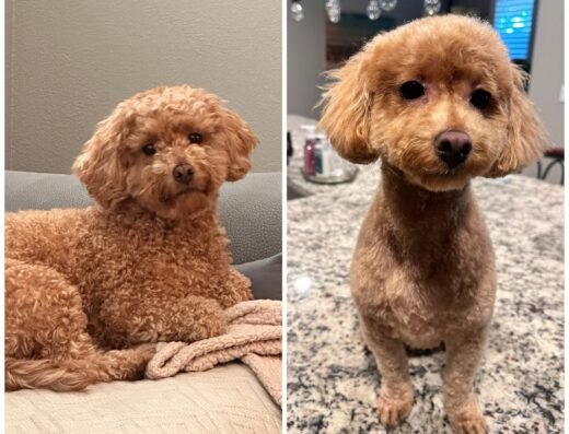 Woof Gang Bakery & Grooming Park Place – pet grooming in Sacramento (photo 2)
