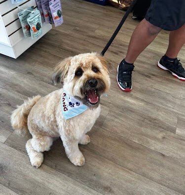 Woof Gang Bakery & Grooming Plaza Midwood – pet care in Charlotte