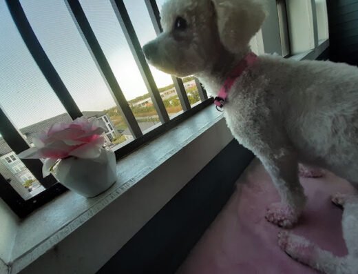 Woof Gang Bakery & Grooming SoDo – pet care in Orlando