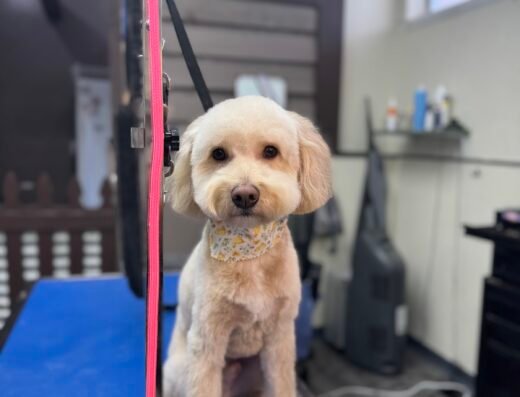 Woof Gang Bakery & Grooming Winter Park – pet care in Orlando (photo 1)