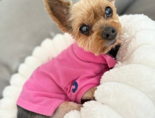 Woof Gang Bakery & Grooming Winter Park – pet care in Orlando (photo 2)