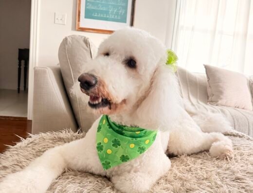 Woof! Orlando – pet care in Orlando (photo 2)
