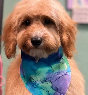Woof! Orlando – pet care in Orlando