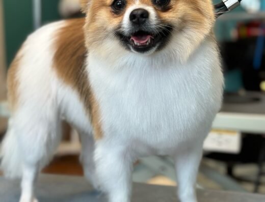 Wüf Pet Spa OTR – pet care in Cincinnati (photo 2)