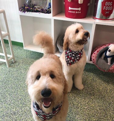 Zeus’ Place Downtown – pet care in New Orleans