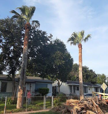 A Cut Above The Rest Tree & Landscaping, LLC – lawn care in Corpus Christi
