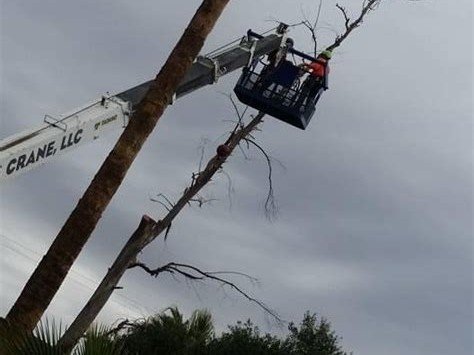 All About Trees crane basket working on tall palm tree, Gilbert AZ