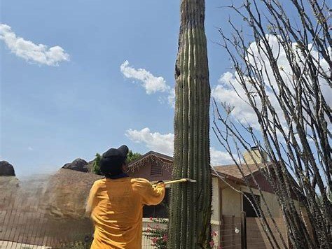 All About Trees crew member treating saguaro cactus, Gilbert AZ
