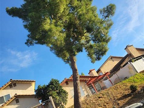Angel and crew removing large pine tree, Vista CA