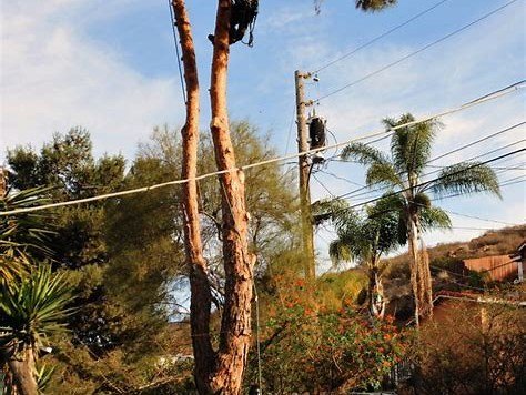 Crew trimming tall pine tree near power lines, Vista CA