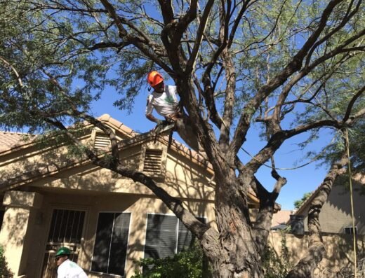 AZ Desert Tree Care arborist climbing and trimming a large tree near a home roofline