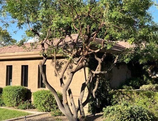 Desert tree after trimming by AZ Desert Tree Care