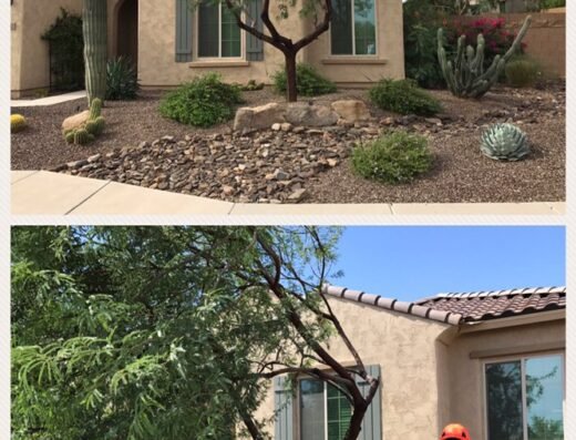 AZ Desert Tree Care crew pruning an upright desert tree, before and after
