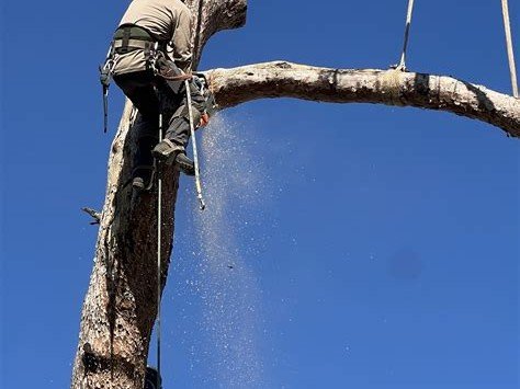 B&C Tree Services climber cutting tree trunk high up with chainsaw, Gilbert AZ