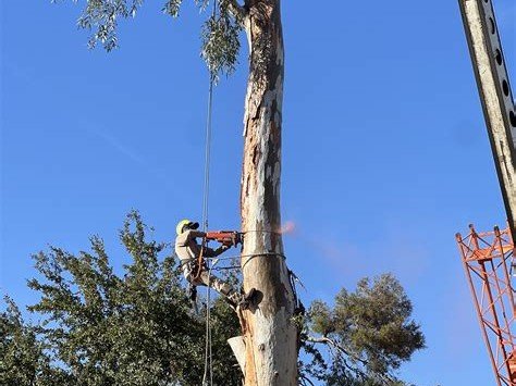 B&C Tree Services arborist climbing and cutting tall eucalyptus tree, Gilbert AZ