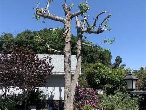 Tree after trimming project completed, Lemon Grove CA