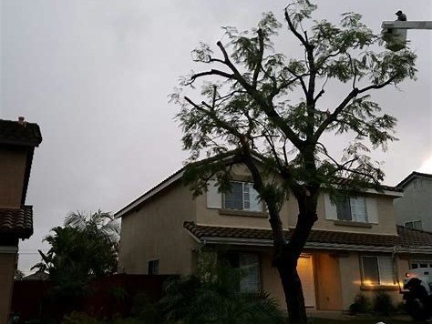Tree trimming service in front yard at evening, Lemon Grove CA
