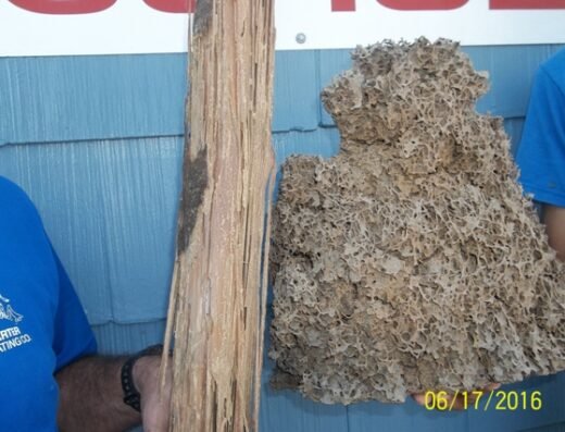 David Carter Exterminating Co., Inc. – pest control in New Orleans