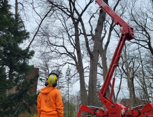DOS Tree Service crew member observing a spider lift pruning a large tree