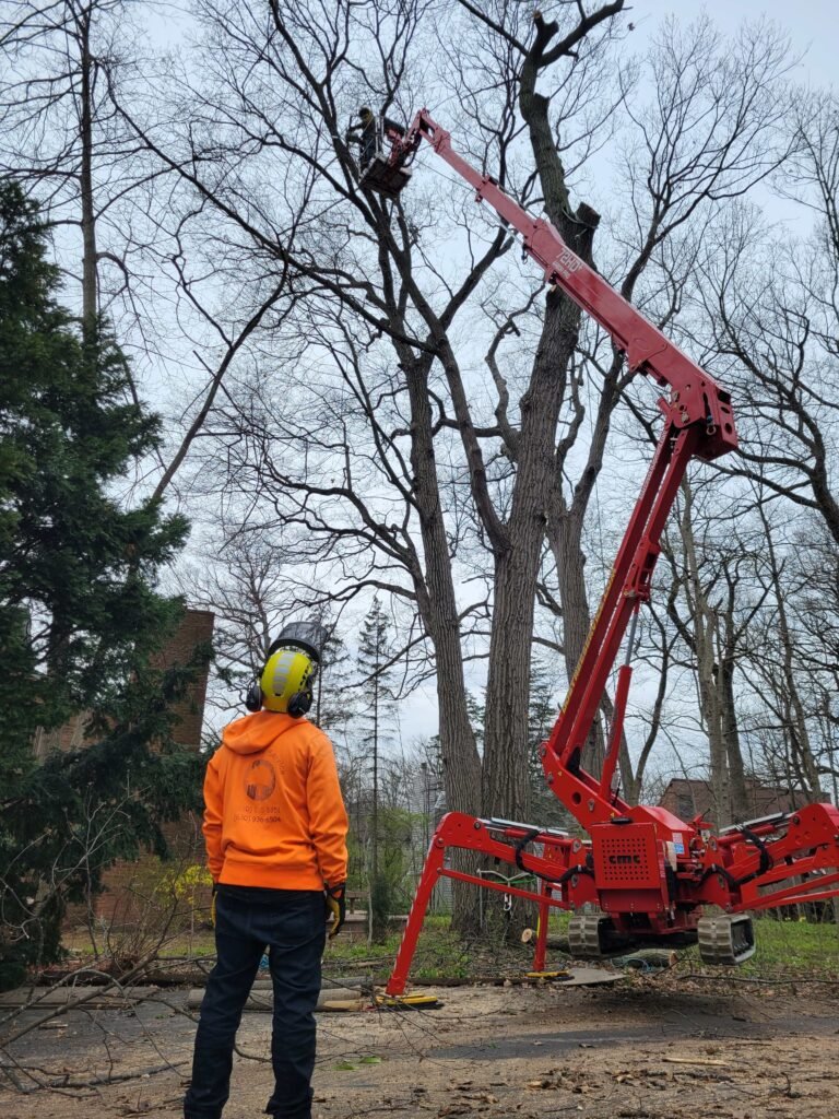 DOS Tree Service crew member observing a spider lift pruning a large tree