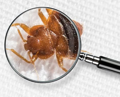 Eco Bed Bug Exterminators VA – pest control in Washington, DC
