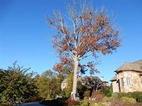 Excel Tree Care large tree job site