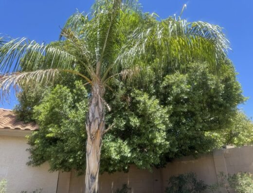 Palm tree before professional trimming service by Gilbert Tree Trimmers Service
