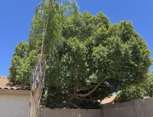 Ficus tree after canopy raising and pruning by Gilbert Tree Trimmers Service